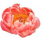 Peonija `Coral Charm` Peonija `Coral Charm`